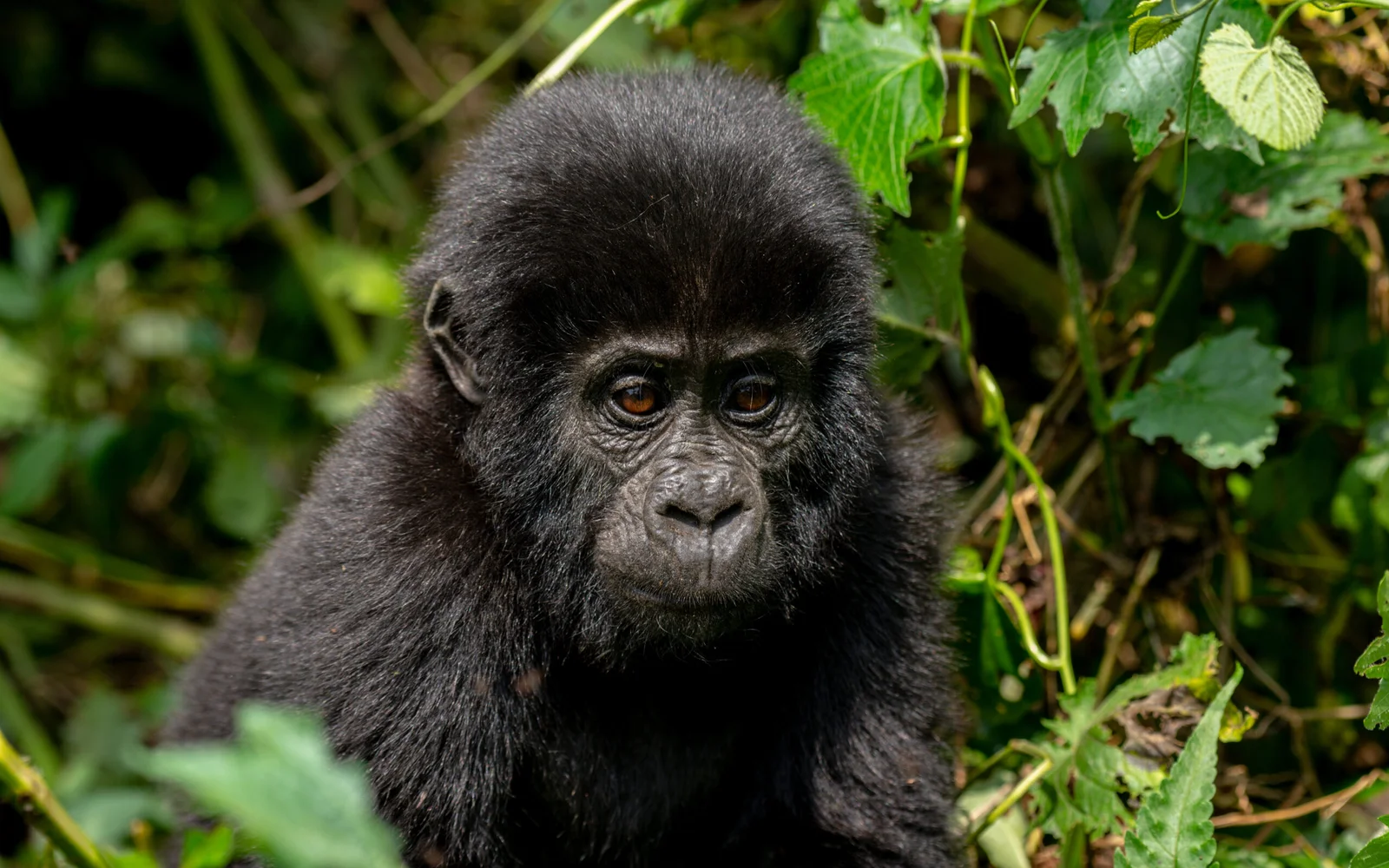 Bwindi Impenetrable National Park