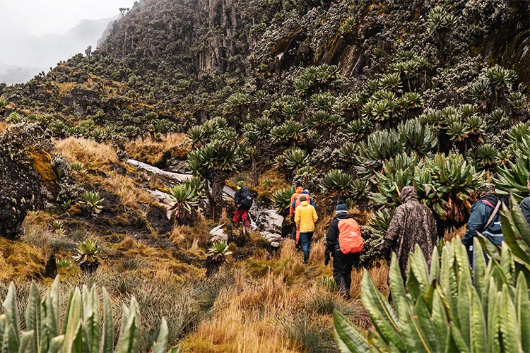 Mt-Rwenzori-vegetation