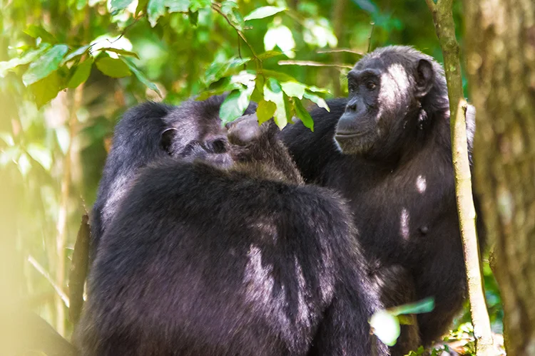 Murchsion Chimpanzees