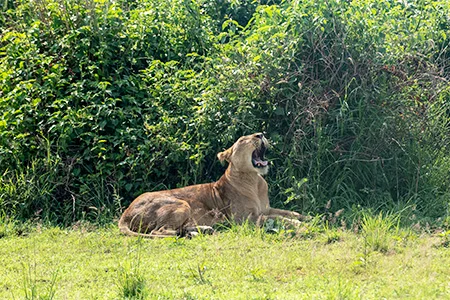 Queen-Elizabeth-Lion