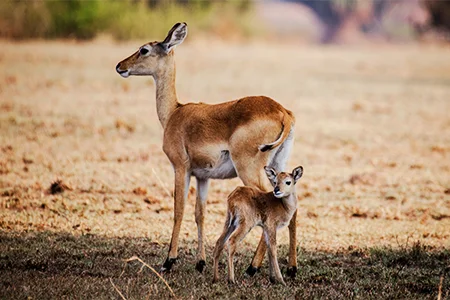 Queen-Elizabeth-antelope