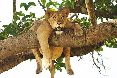 Queen-Tree-Climbing-Lion